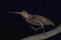 藏品(田鷸)的圖片